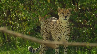 'The threat from lions and hyenas
is constant. - A Year on Planet Earth
