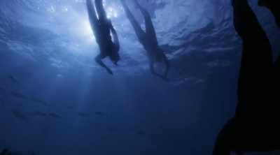 The three divers are
just about to give up - Shark Attack Files