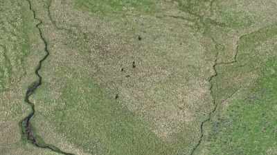 The thriving wolf packs keep
the grazing herds in check. - Epic Yellowstone
