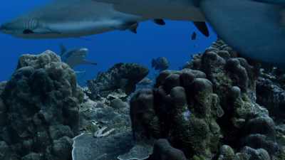 The tide is beginning to turn. - Blue Planet II