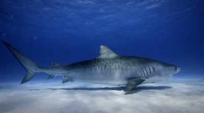 The tiger shark, - Shark Attack Files