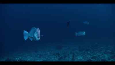 The time? When the tide reaches its peak. - Our Oceans
