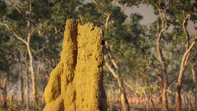 The tinder-dry grassland - A Year on Planet Earth