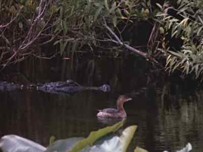The tiny grebe
can even be so nonchalant - Prowlers of the Everglades