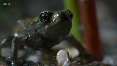 The toadlets must keep going
if they want to reach the woods. - Wild Isles