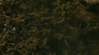 The toe biter is an
aquatic ambush predator, - Kings of Pain