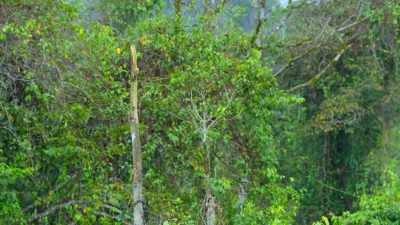 The top of this 25-meter tree - Dancing with the Birds
