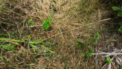  The topography here is rugge
 and covered in dense foliage - Expedition Bigfoot