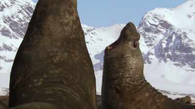The towering beach master is victorious. - Blue Planet II