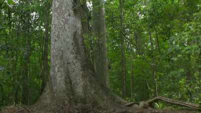 The toxins are absorbed
by its roots - The Green Planet