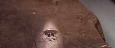 ... where the tracks are first and bodies are later. - Is Genesis History?