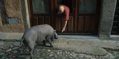 The tradition is very old, - Omnivore