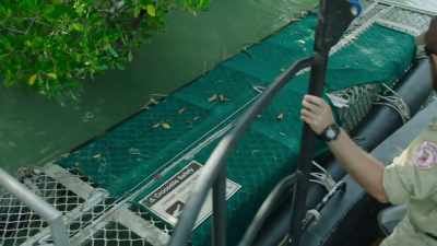 The trap could contain
a six-metre-long croc, - Modern Dinosaurs