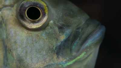 The treacherous catfish babies - Super/Natural