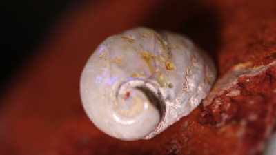 The treasures they are hunting
are ancient shells - Outback Opal Hunters