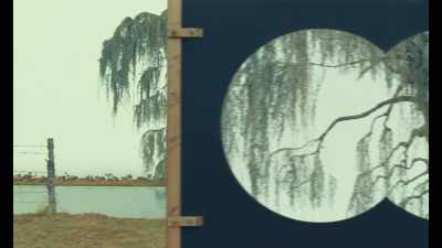 The tree was fairly easy to climb,
with low branches to give him a start up. - The Swan