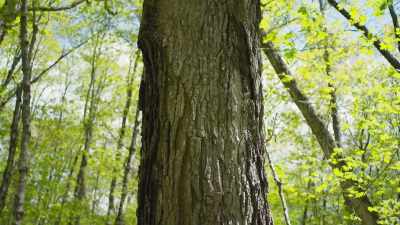 The tree gets a chance to repair
its wounds. - The Green Planet