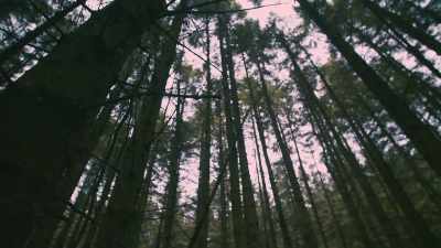 The trees act as almost a cloak
for her killer or killers - Murder in the Badlands