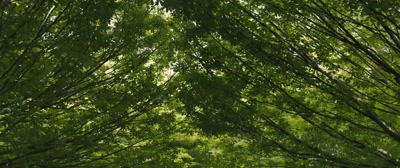 "The trees are coming into leaf... - Empire of Light