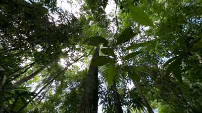 The trees, they block our connection
to the satellites that enable GPS, - Lost Treasures of the Maya