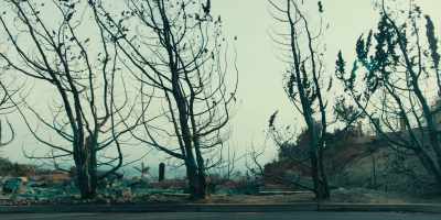 The trees were so dry
they were ready to burn - Birdemic 3: Sea Eagle