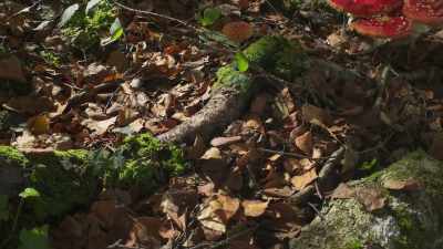 The trees start to divert their
nutrients back into their roots. - The Green Planet