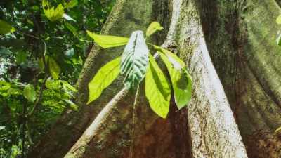 The tree's strategy has worked. - The Green Planet