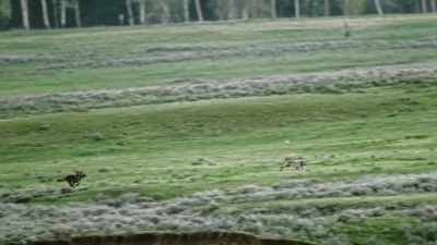 The trespasser must be
hunted down. - Epic Yellowstone