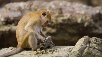 The trick is getting
the right combination. - The Secret Lives of Animals