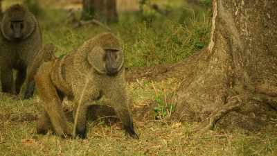 The troop's growing respect
for Bakari must be challenged. - Serengeti