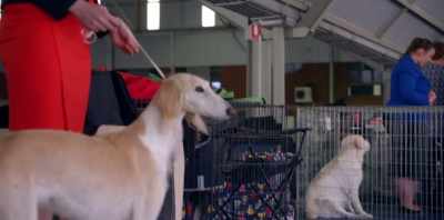 The truth was Koko
really enjoyed show dogging. - Koko: A Red Dog Story