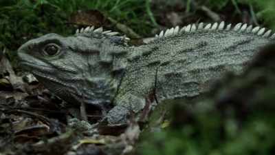The tuatara survived
this mass-extinction event. - Modern Dinosaurs