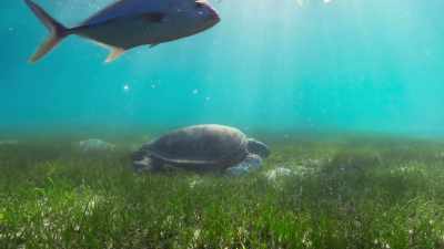 The turtles feed almost entirely
on sea grass. - Blue Planet II