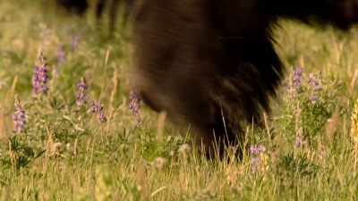 The types of grasses
that flourished there, - The American Buffalo