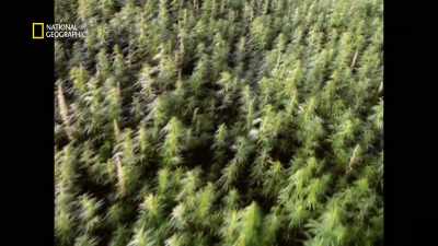 The U.S. backs
right-wing dictatorships - America's War on Drugs
