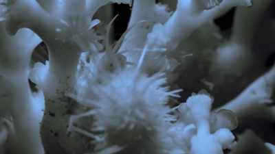 The urchin has been seen off, - Our Planet