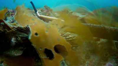The urchins move through the forest - Blue Planet II
