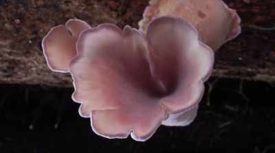 The uses for them fill niches - Fantastic Fungi