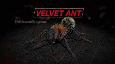 - The velvet ant,
dolichomutilla sycorax - Kings of Pain