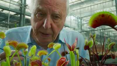 The Venus Flytrap has a problem. - The Green Planet