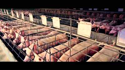 The very animals we are killing - What the Health