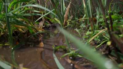 The very pond in which she hatched
as a tadpole. - Wild Isles