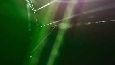 The vibrations
fool the orb weaver - The Secret Lives of Animals