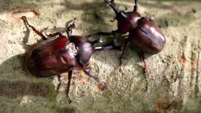 The victorious beetle will eventually
break off the other dude's horn, - Absurd Planet
