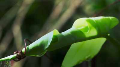 The vine tightens its grip - The Green Planet