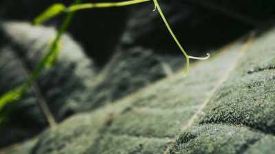 The vine's hooks
just can't get a hold. - The Green Planet