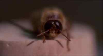 The visual organs of insects - Invasion of the Bee Girls
