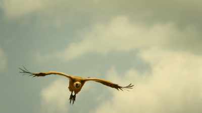 The vultures will go where the wind
and the herds take them. - Serengeti