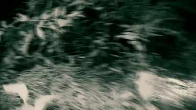 the-wandering-spider - Expedition Mungo