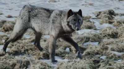 The wapitis gather
in the timber. - Epic Yellowstone
